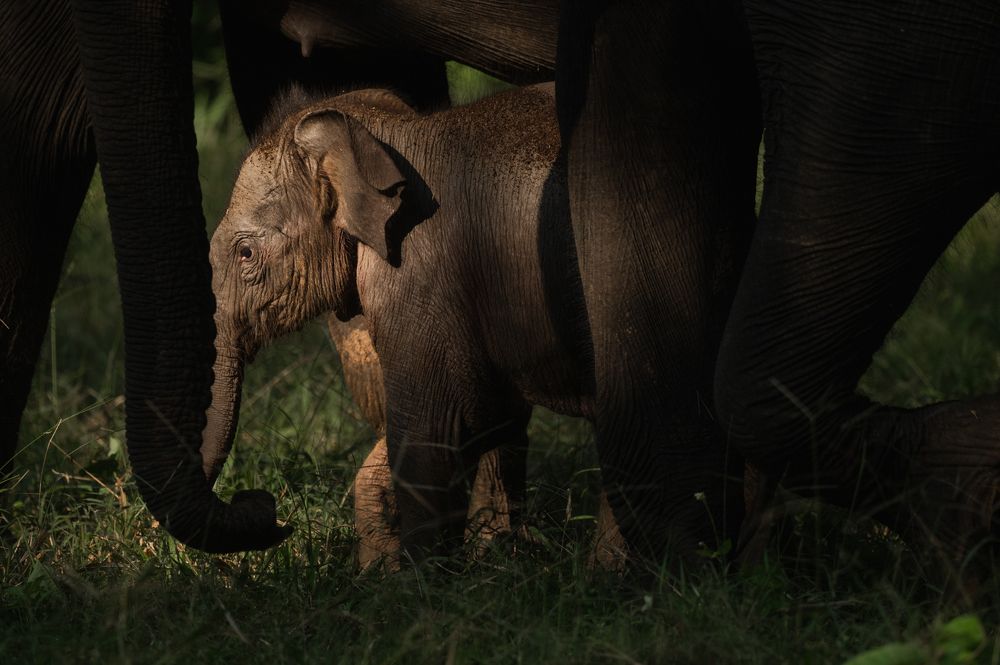 Photograph by Narayanan Iyer