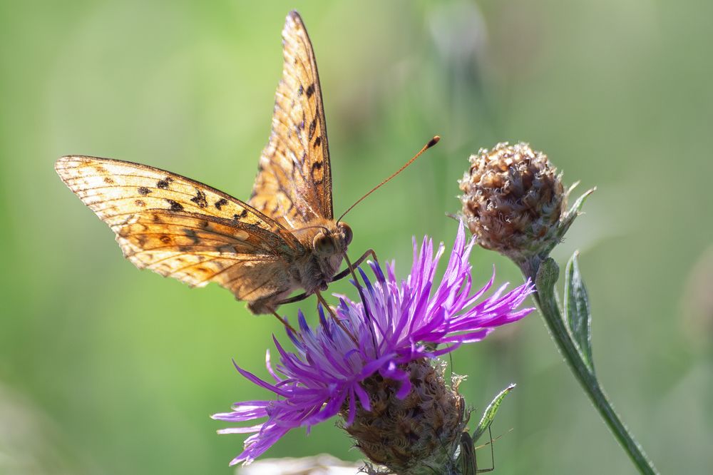 Photograph by Екатерина Кондрахина