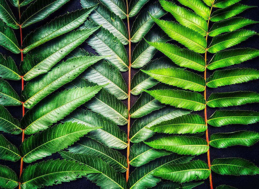 Photograph by Swetlana Lebedev