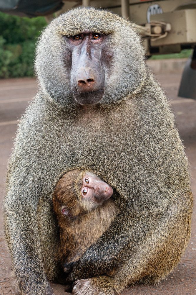 Отцовская защита