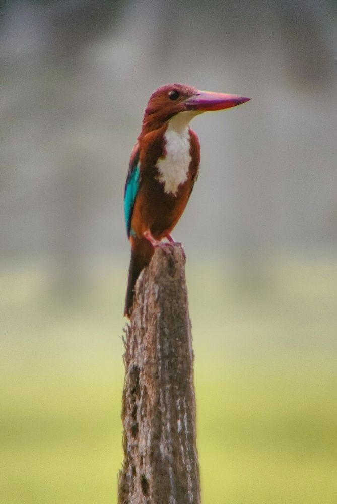 Photograph by Sourav pramanik