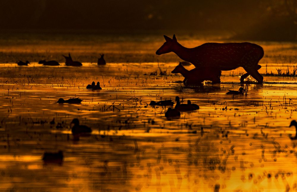 Photograph by Hirak Mitra