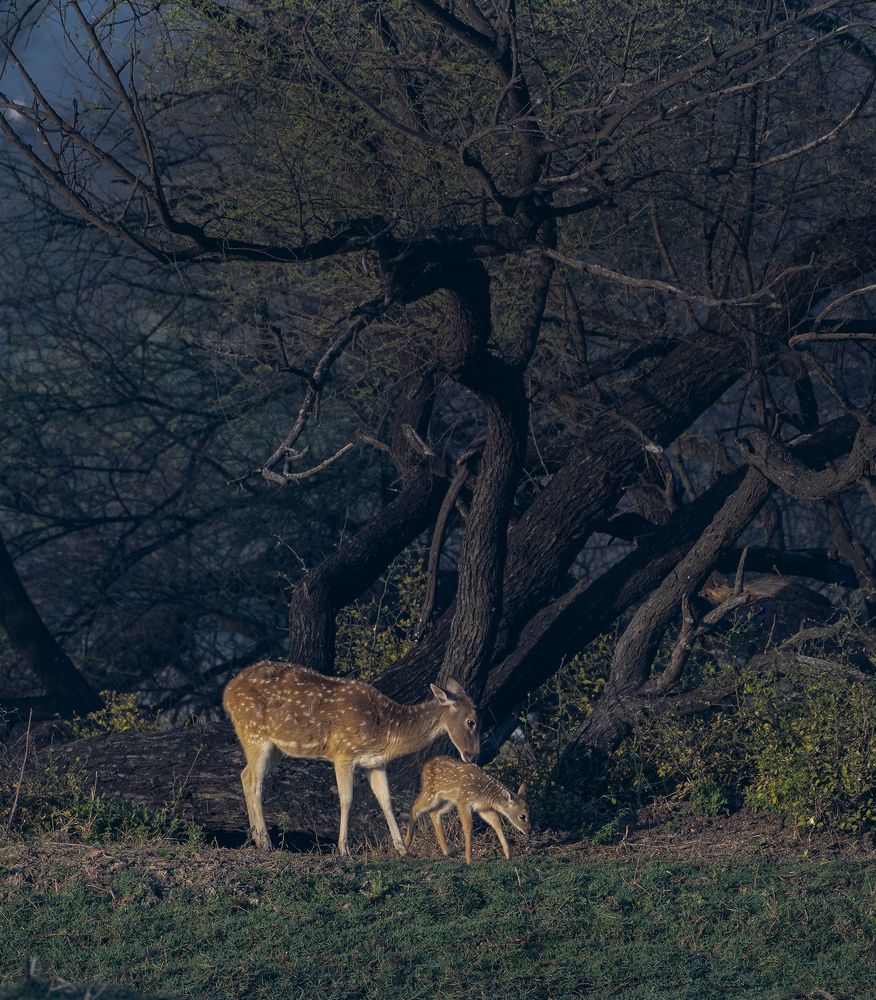 Фотография автора Hirak Mitra