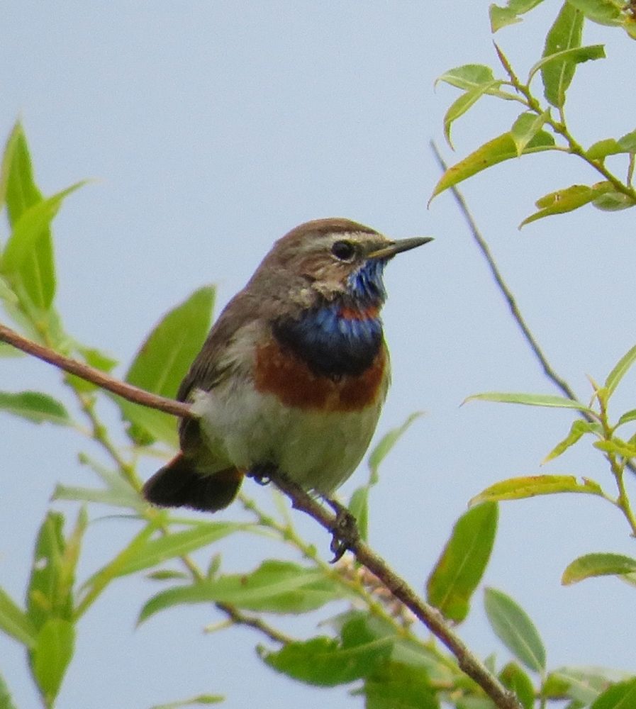 Photograph by Елена Кузина