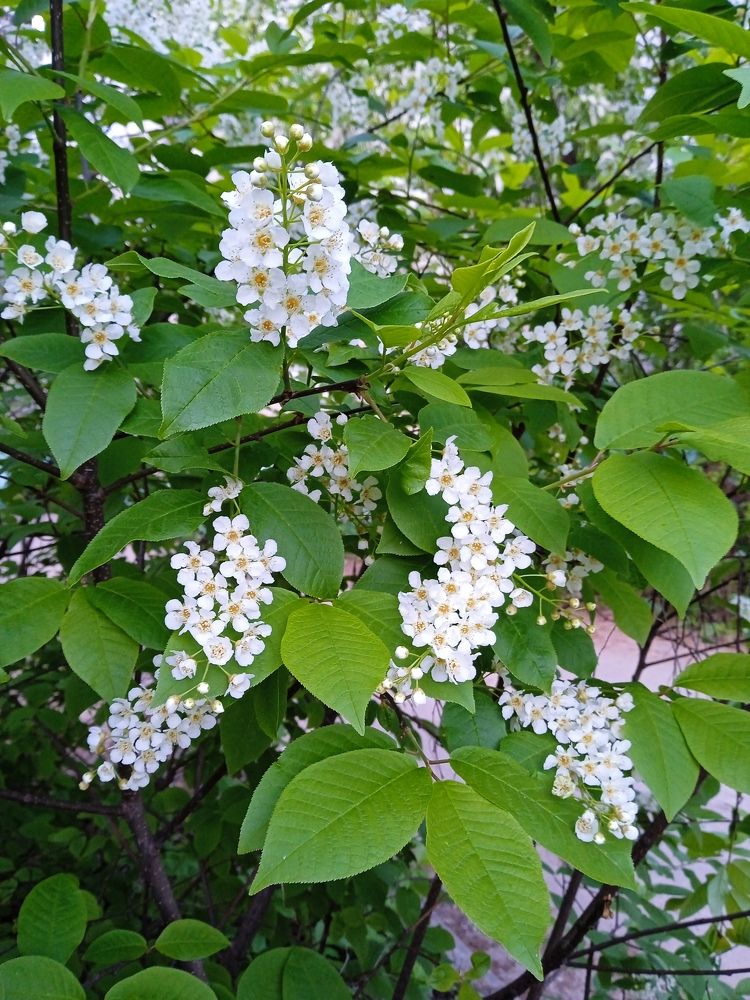 Photograph by Алия Хафизова