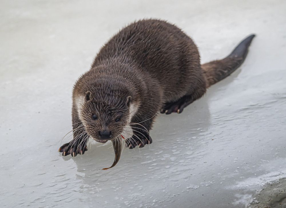 Photograph by Савчук Сергей