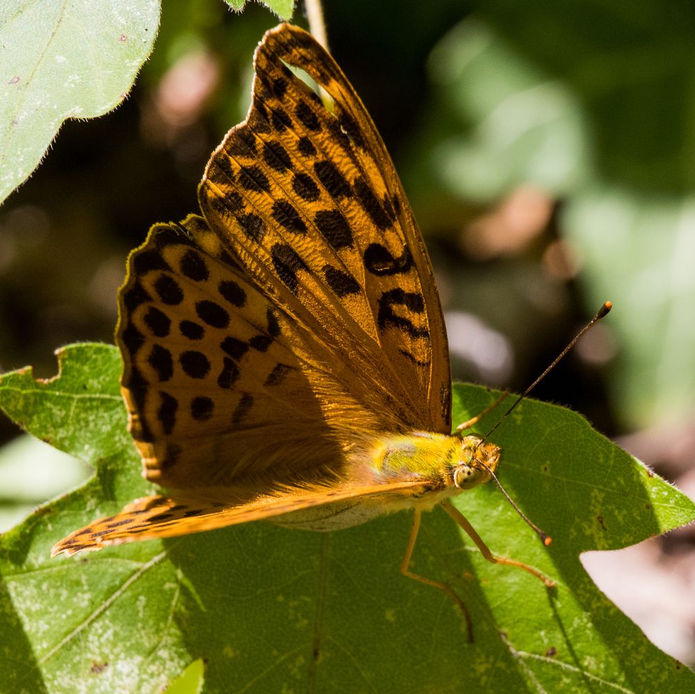 Photograph by Олег Башкуров