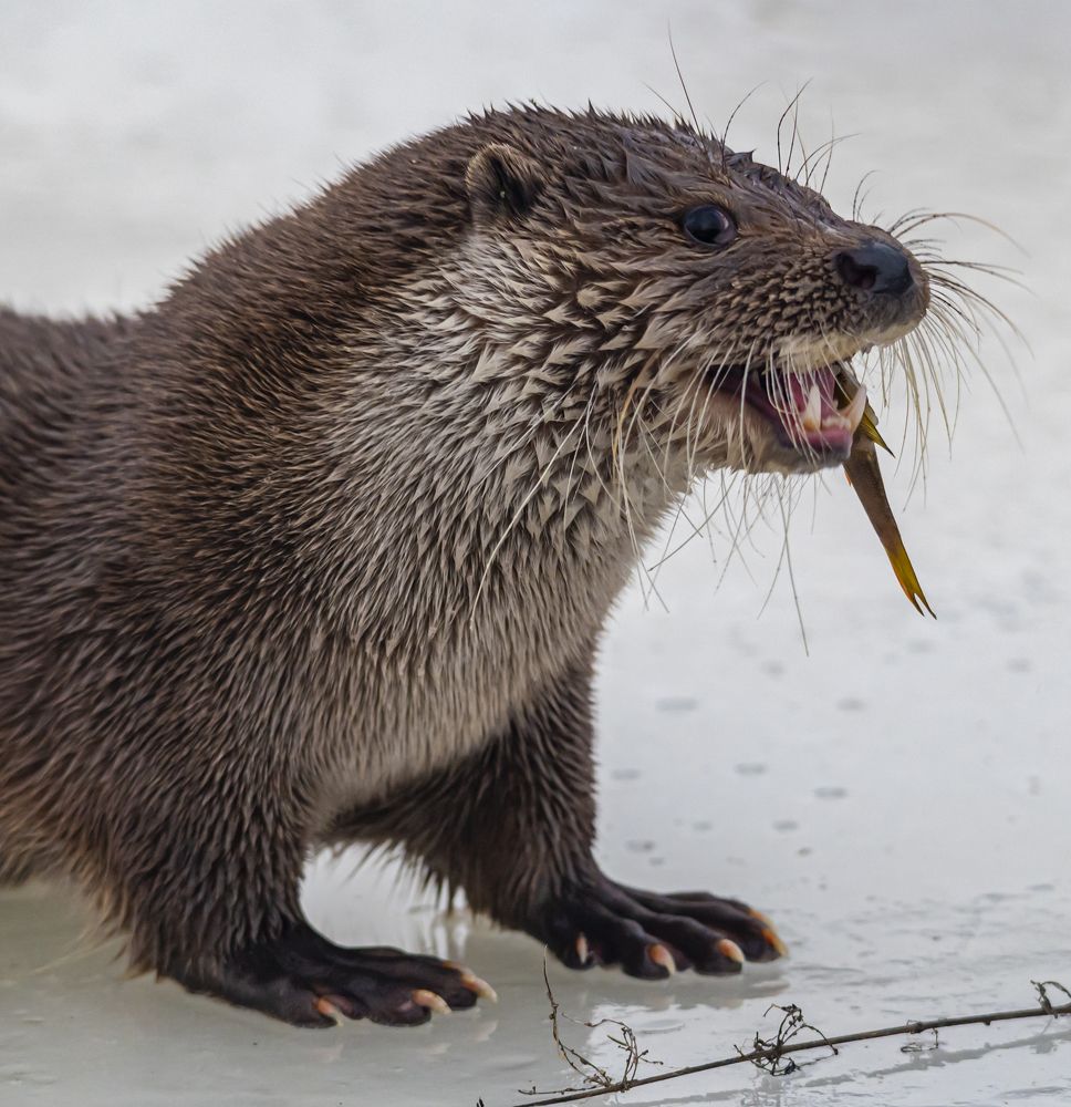 Photograph by Савчук Сергей