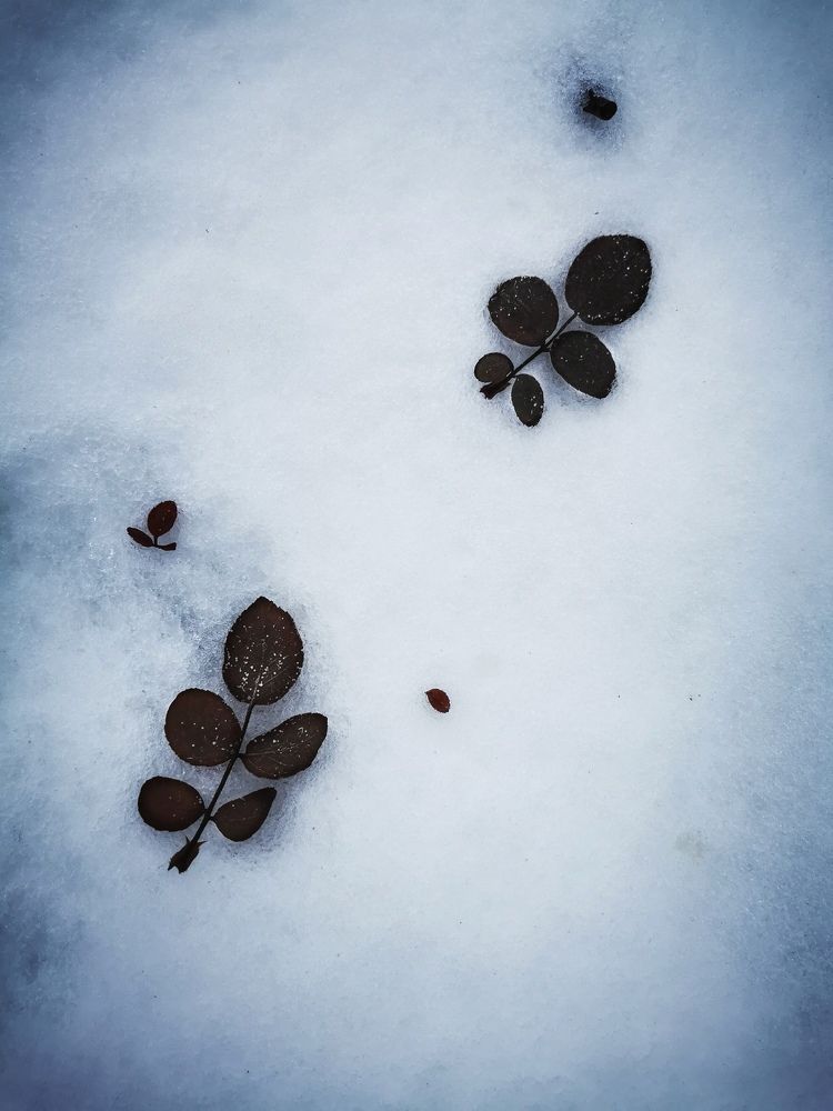 Photograph by Елена Артёменко