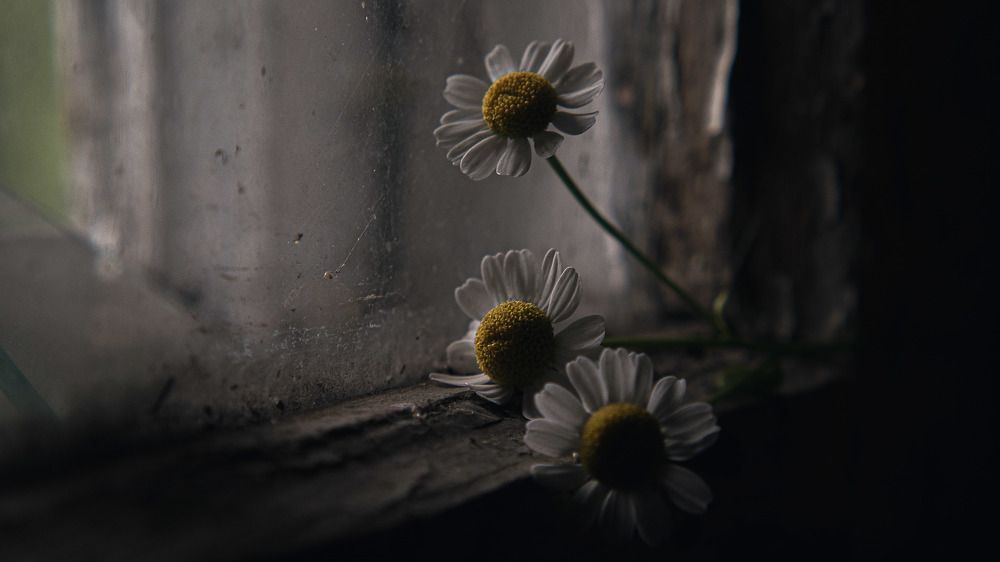 По эту сторону жизни