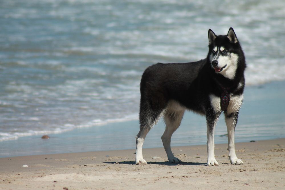 Photograph by Кристина Альшанская