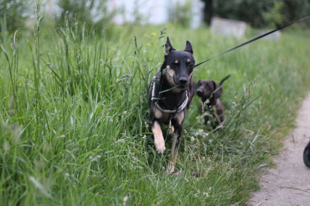 Photograph by Кристина Альшанская