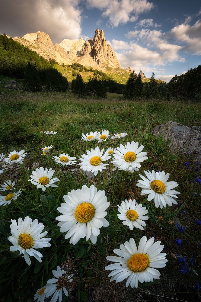 Blooming in French Alps
