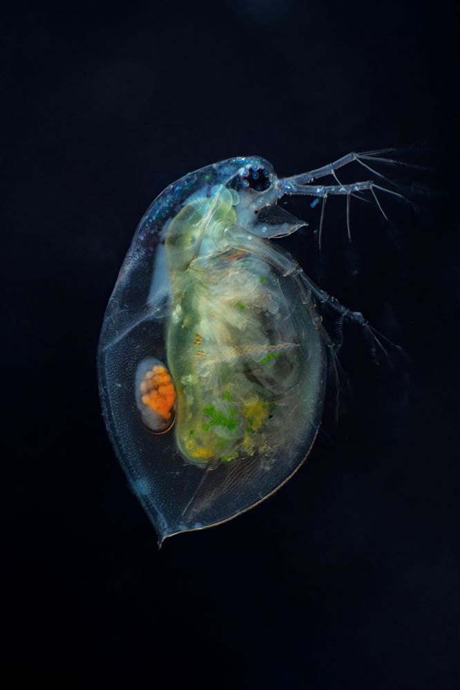 Daphnia