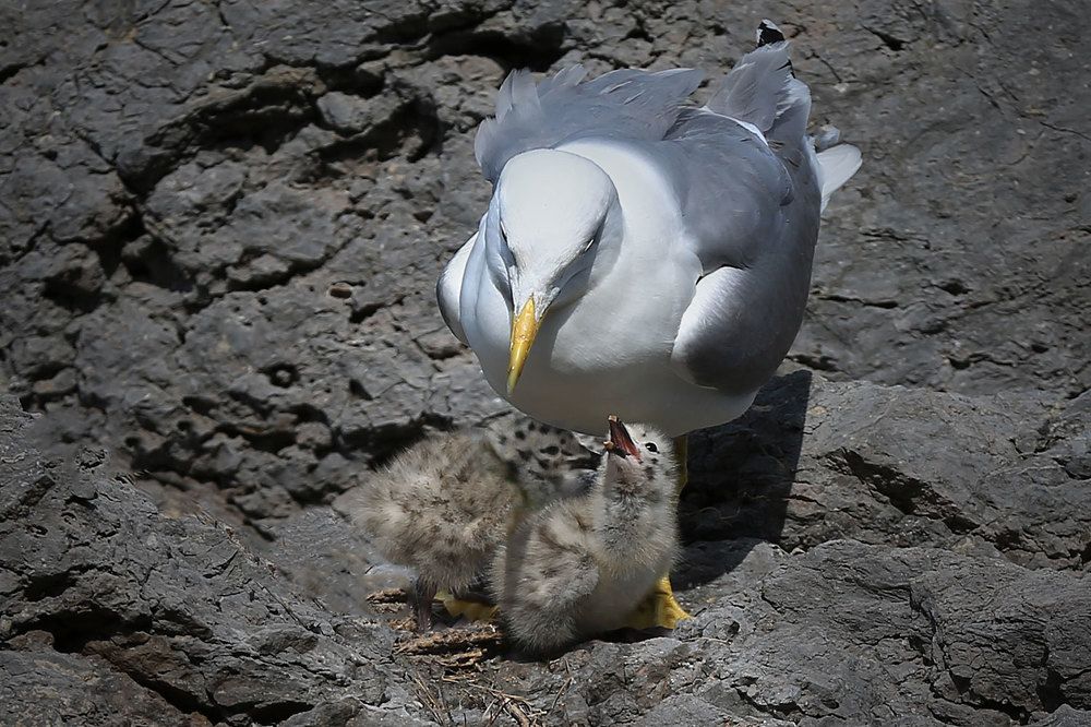 Photograph by Виктор Смирнов