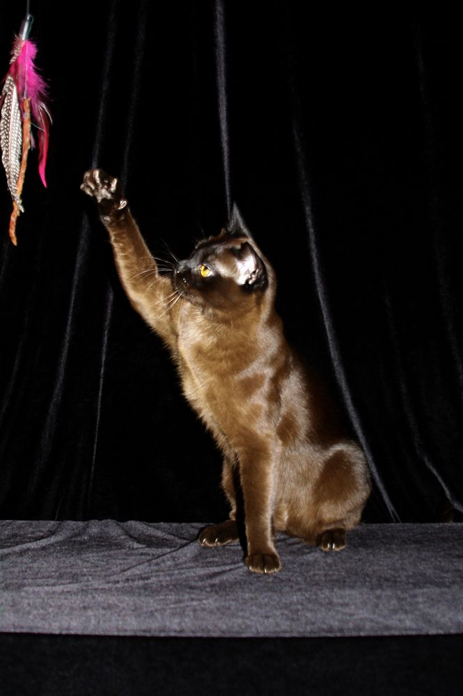 Фотография автора Надежда Лисицына