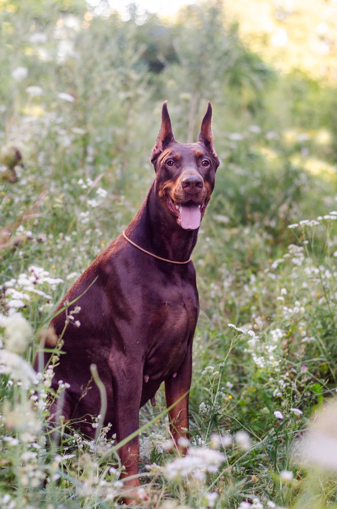 Моя принцесса Найс