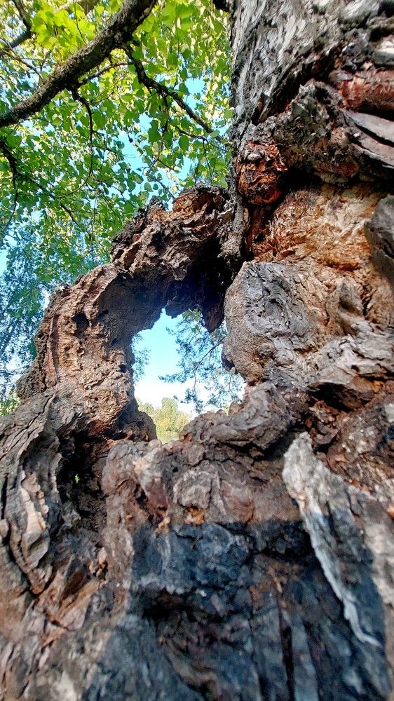 Живое в неживом.