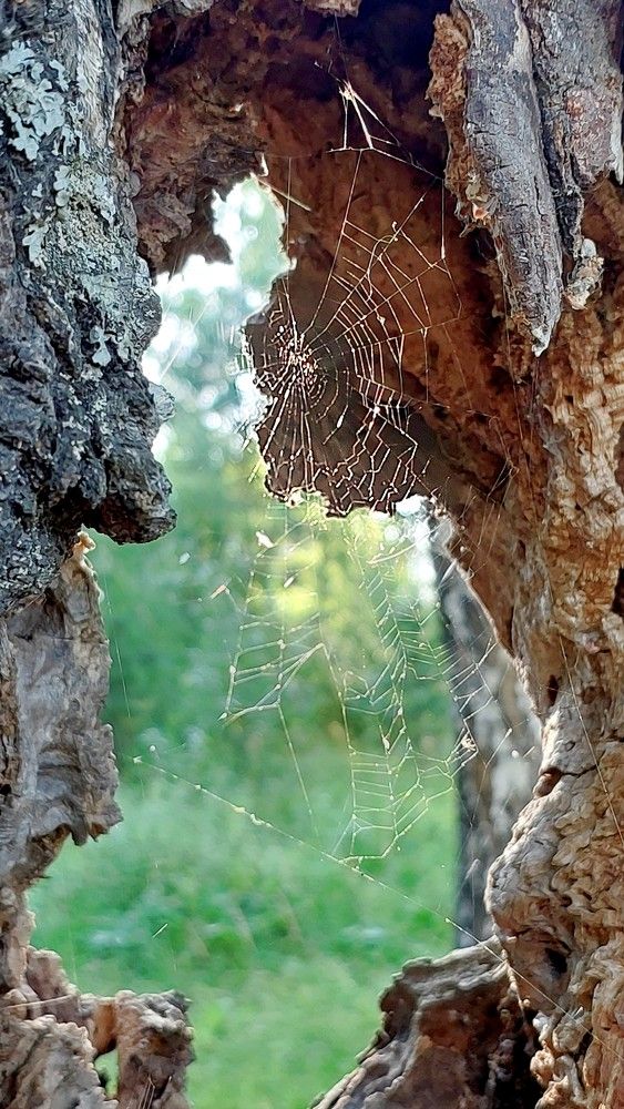 Photograph by Галина Мазур