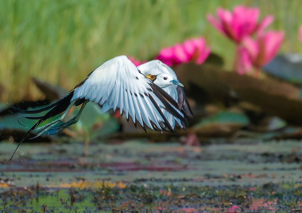 Photograph by Sunil Kumar paswan