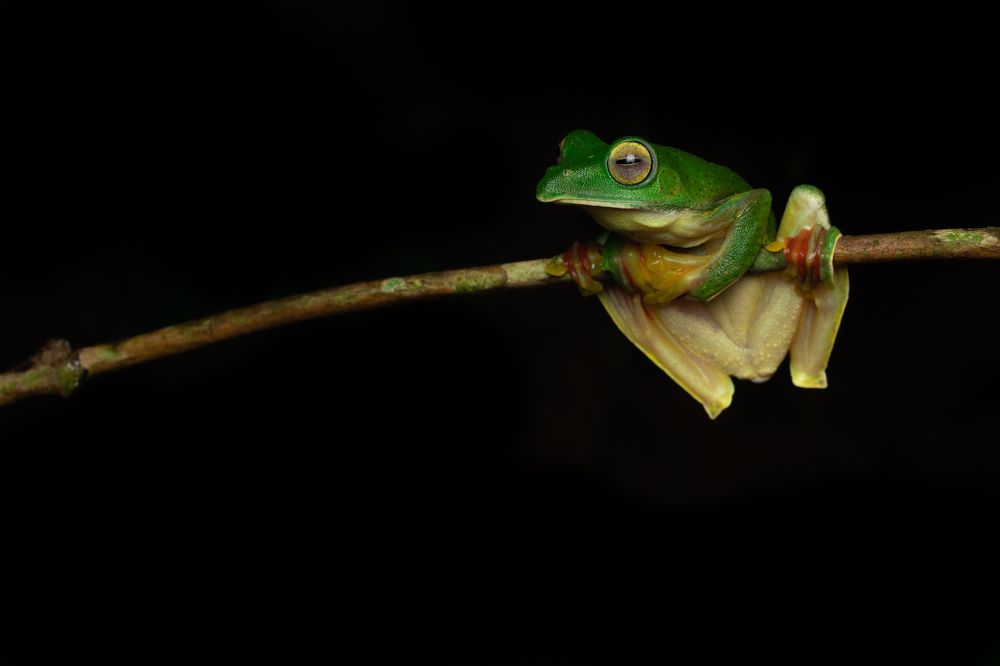 Clinging on for life ...