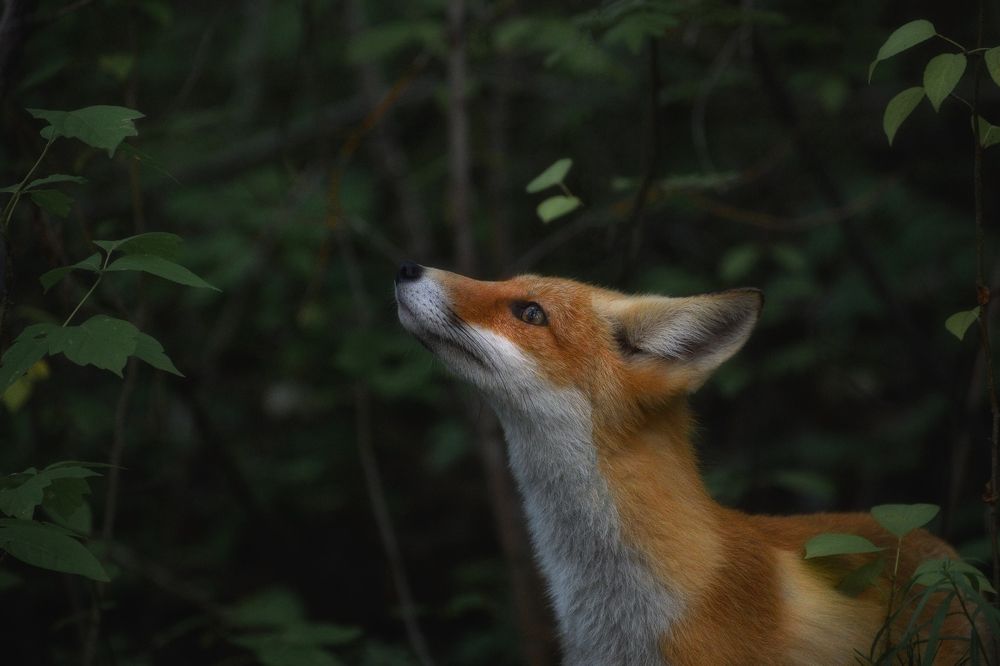 Photograph by Евгений Гецев