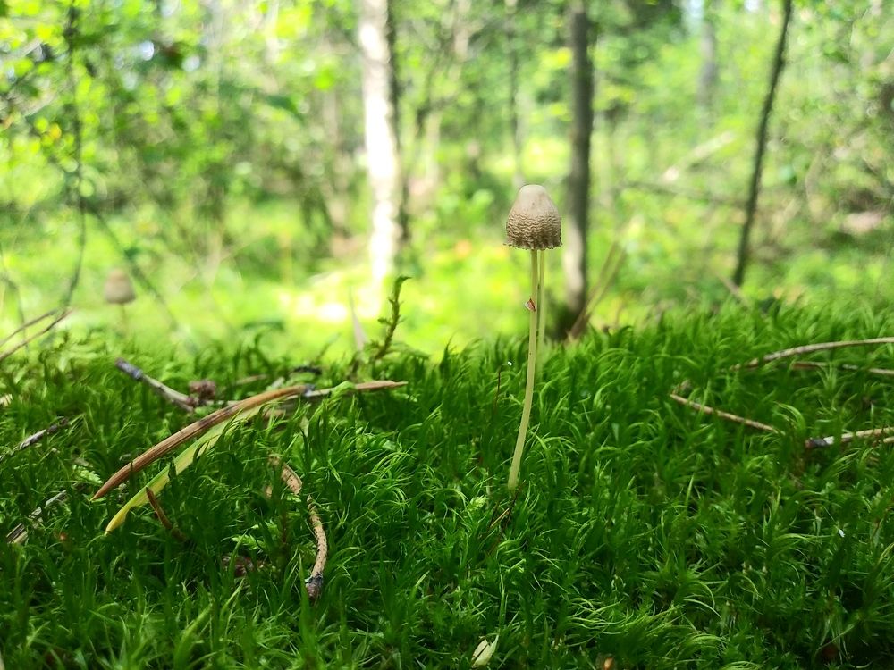 Photograph by Инна Голубева