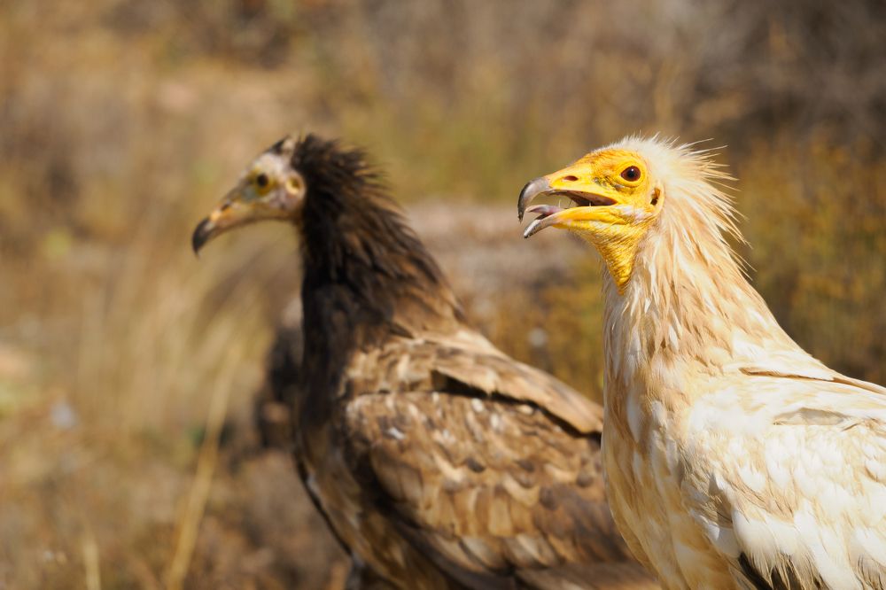 Фотография автора Jorge Herraiz