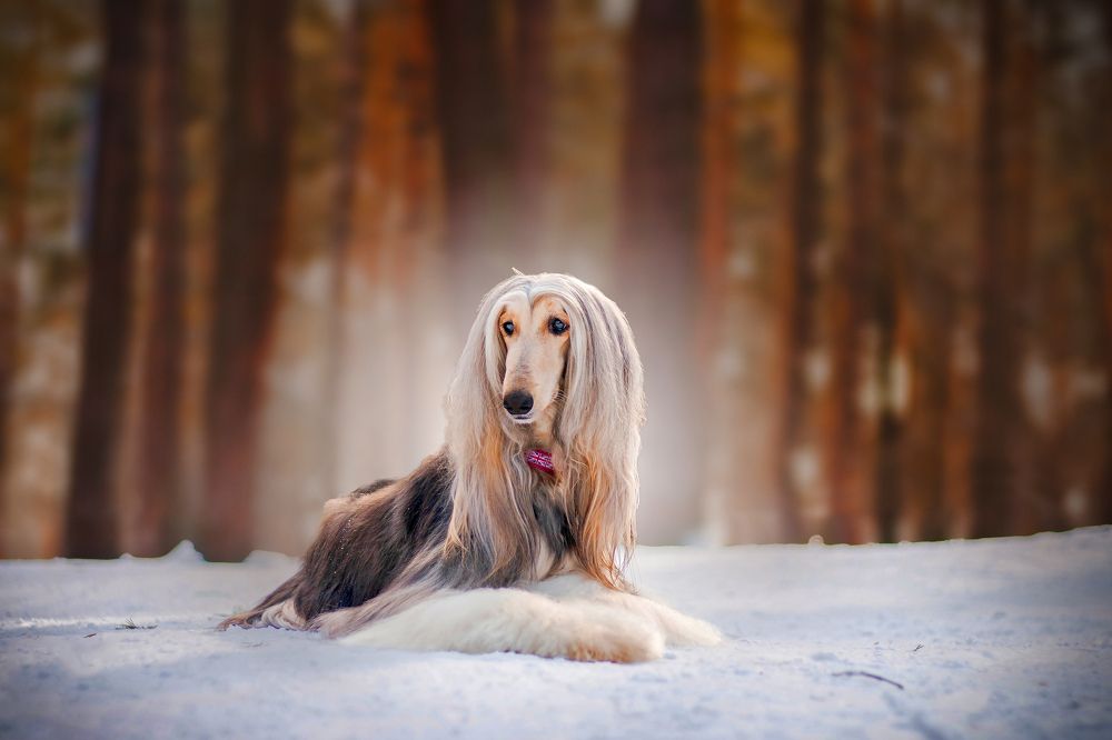 Photograph by Анна Карпенко