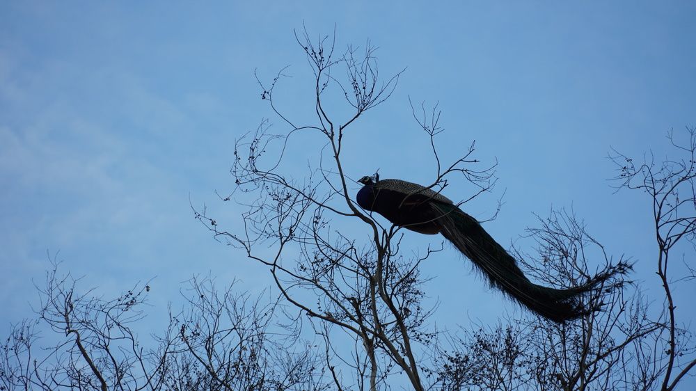 Photograph by Janak Patel