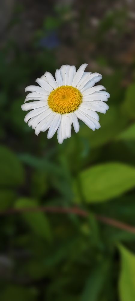 Фотография автора Вера