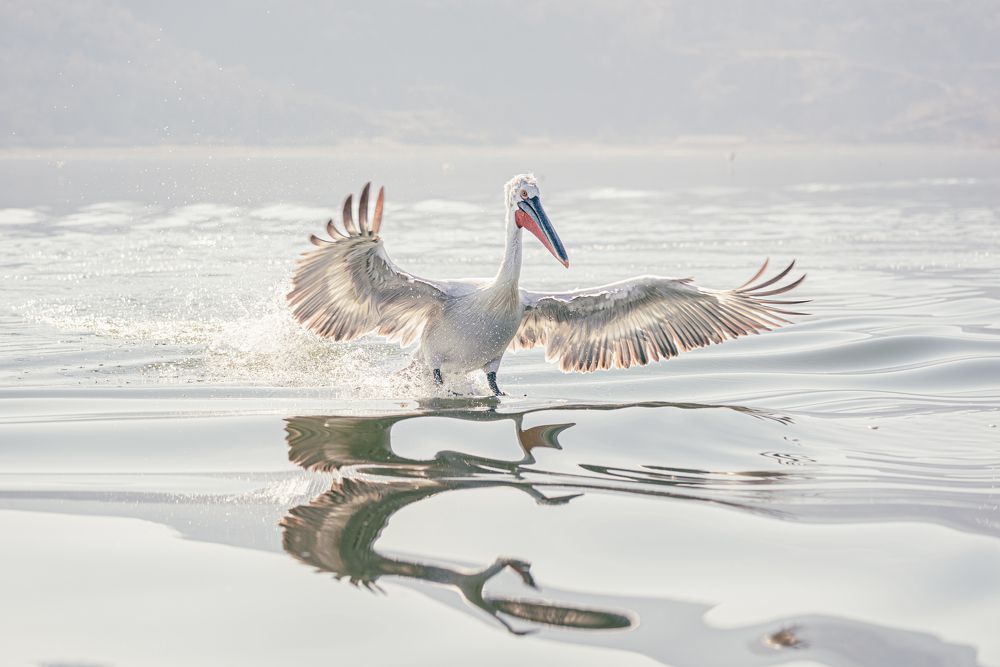Фотография автора Елена Караилиева