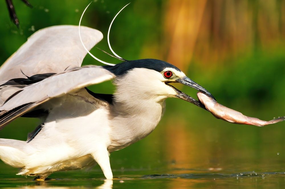 Photograph by Chris Brain