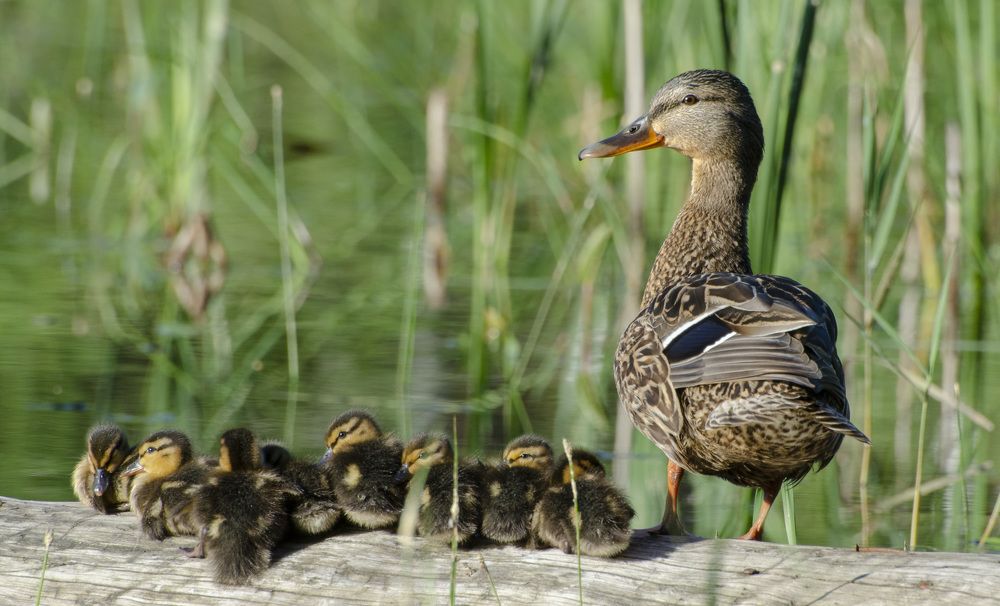 Photograph by Роман Кудрявцев