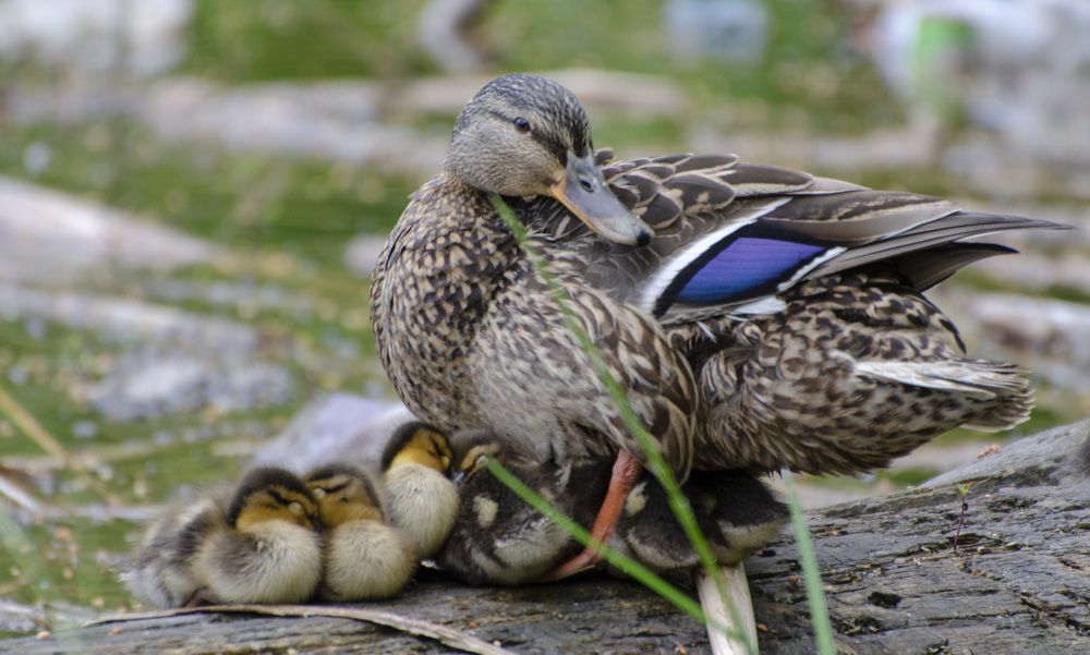 Photograph by Роман Кудрявцев