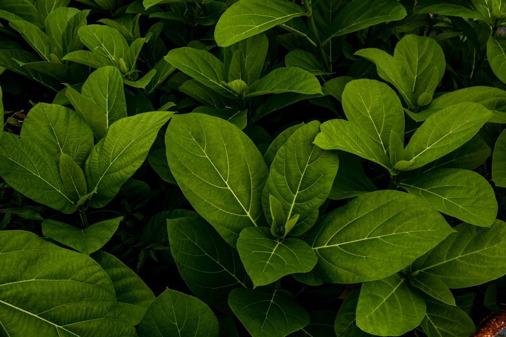 Green Colour Theme