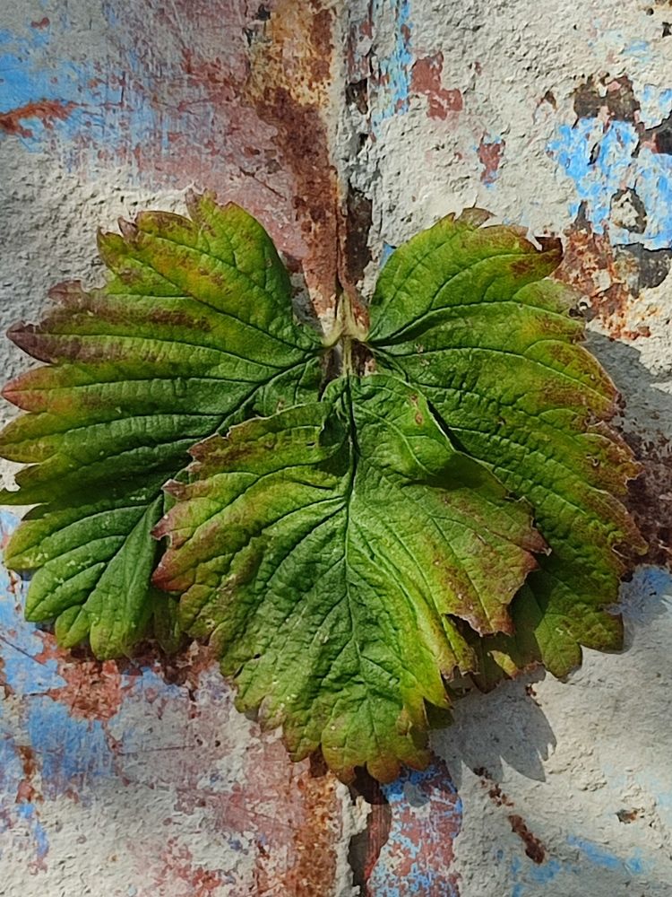 Photograph by Galina Novichkova