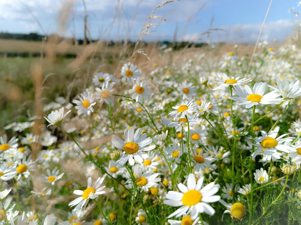 Photograph by Светлана Кондрашова
