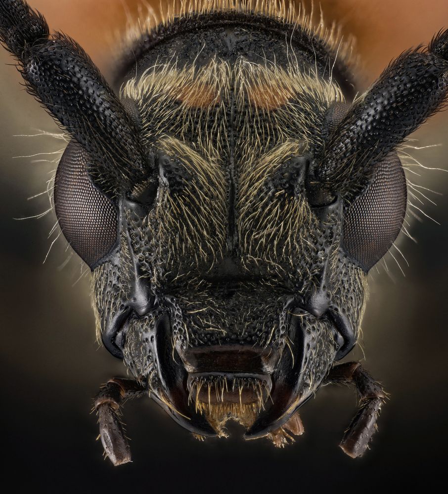 Zmorsznik czerwony (Stictoleptura rubra)