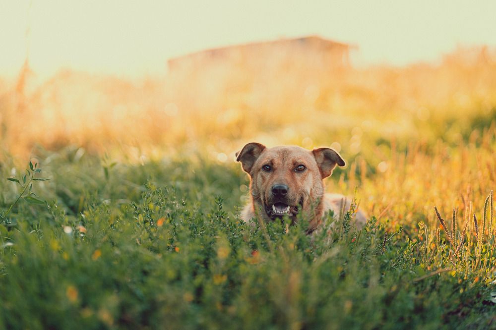 Photograph by Alexandr Stock