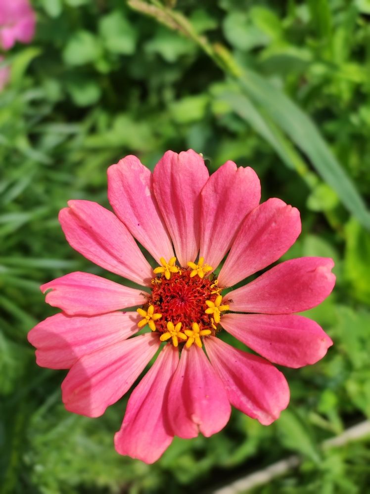 Цветок сансары