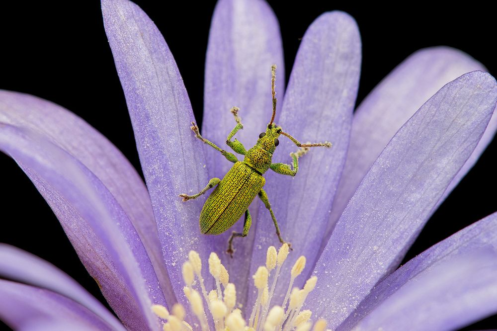 Photograph by Giovanni