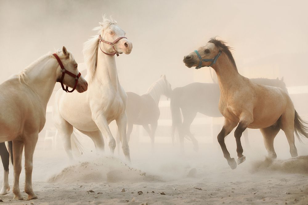 Photograph by Дарья Ералева