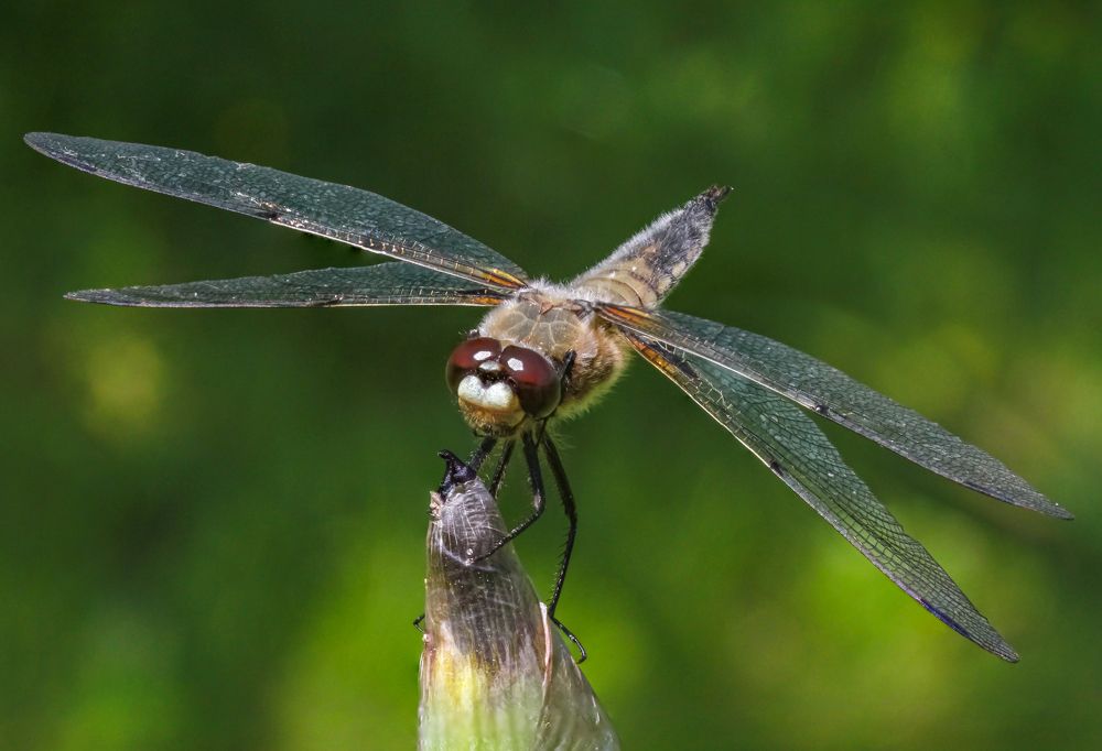 Photograph by Михаил Магнитов