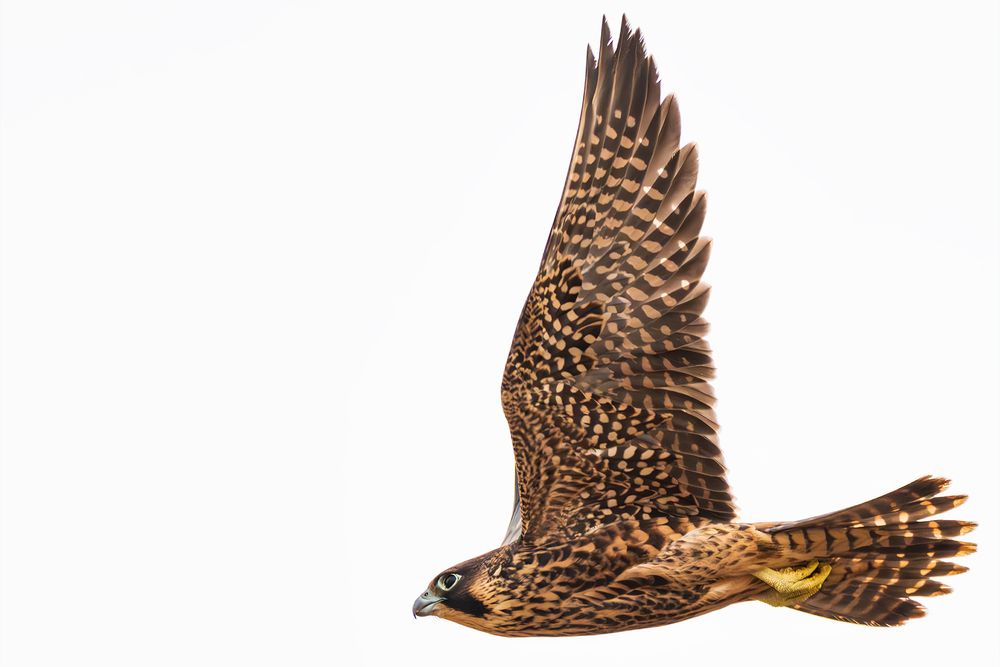 Photograph by RyanCarterMedia