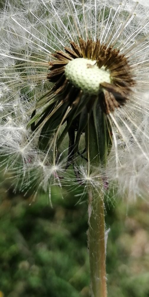 Photograph by Полина Родюкова