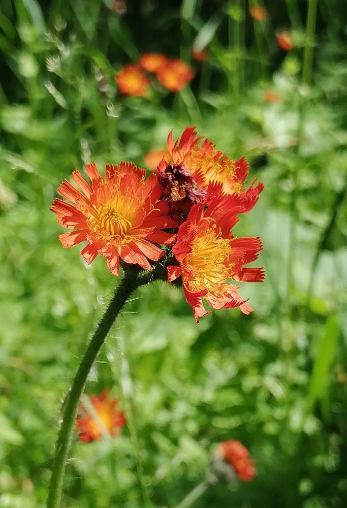 Photograph by Полина Родюкова