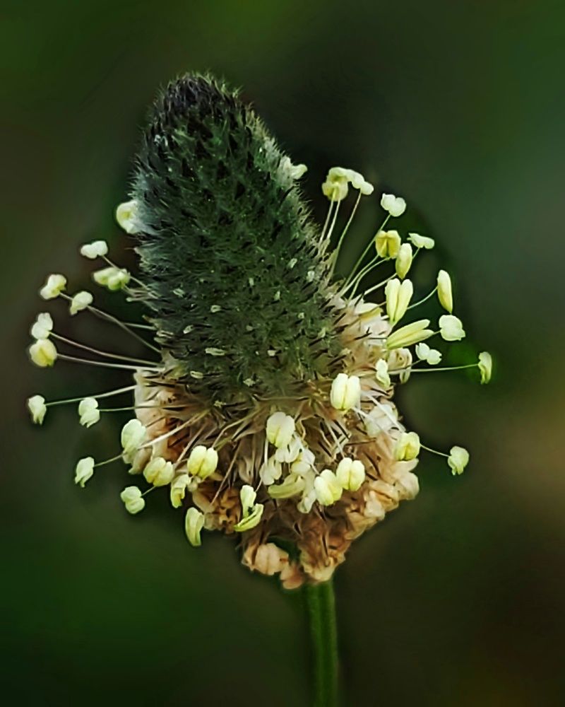 Photograph by Rajaa Shatnawi