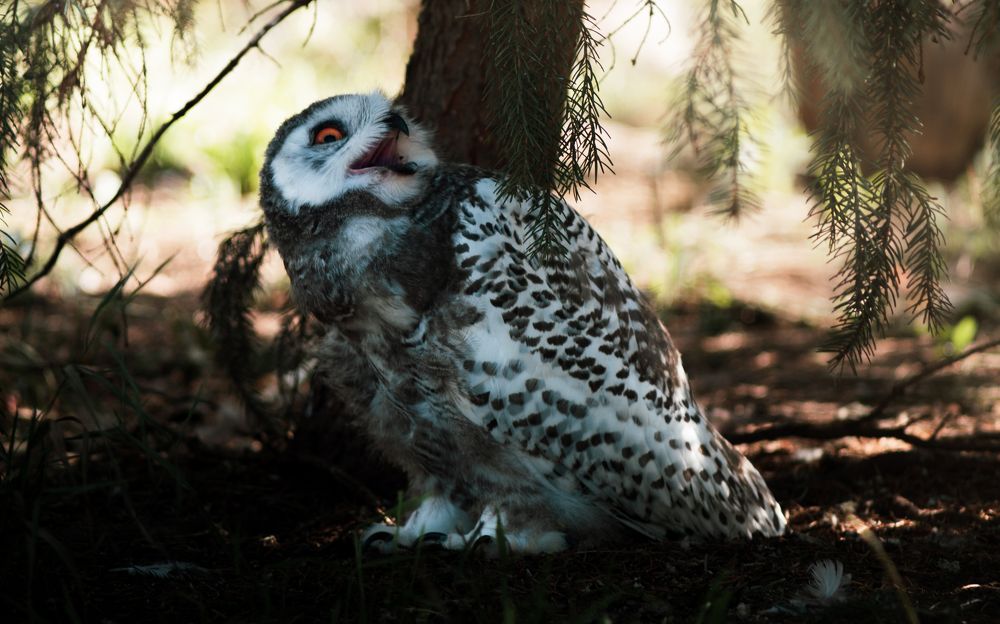 Photograph by Stanislav Shelby