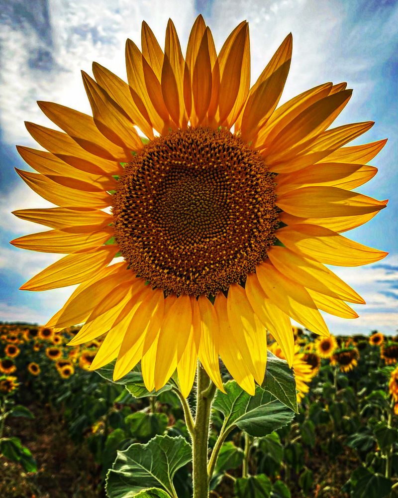 Photograph by Елена К